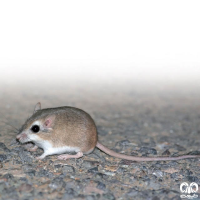 گونه جربیل بلوچی  Baluchistan Gerbil